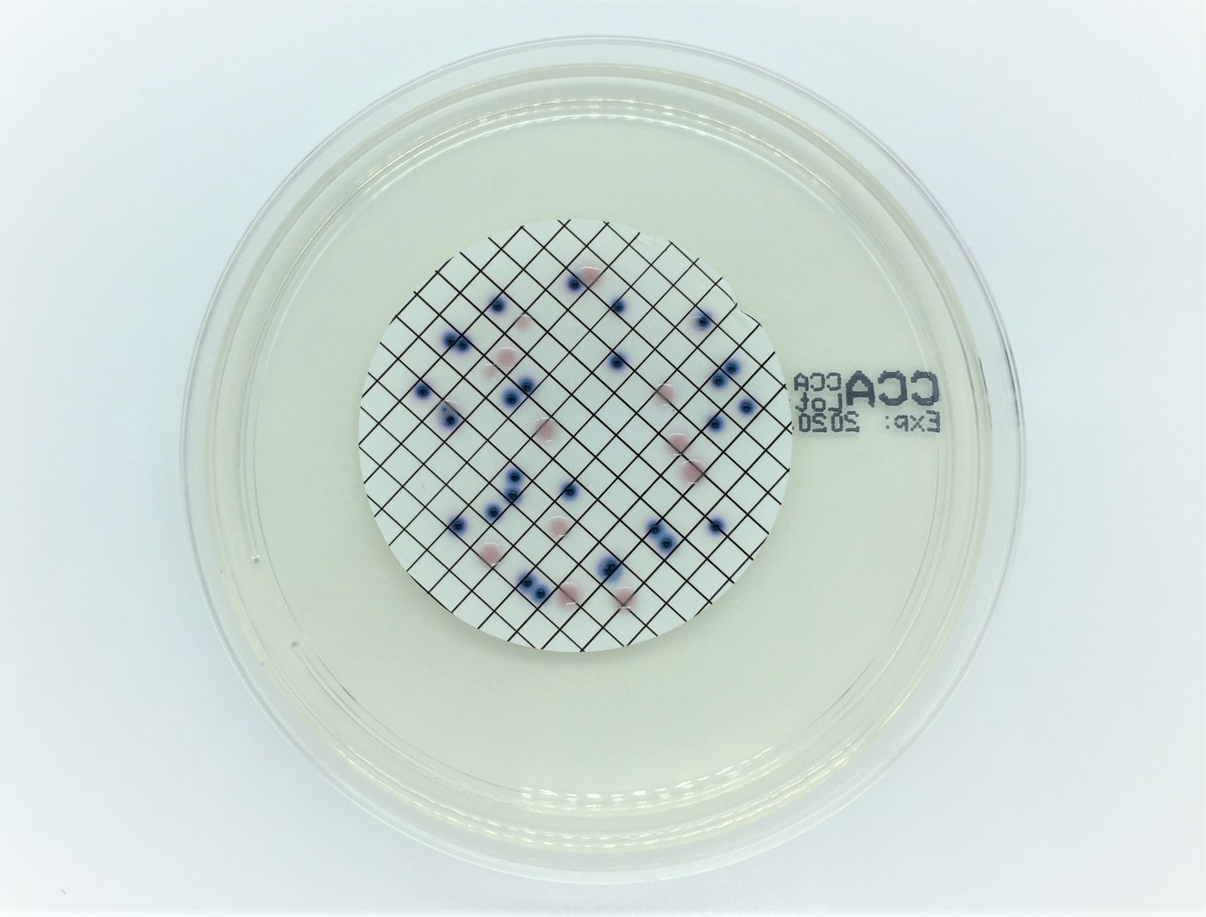 Wasseruntersuchung auf Escherichia coli und coliforme Keime – Bild 2