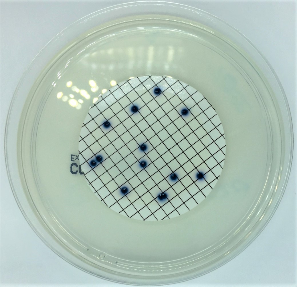 Wasseruntersuchung auf Escherichia coli – Bild 2